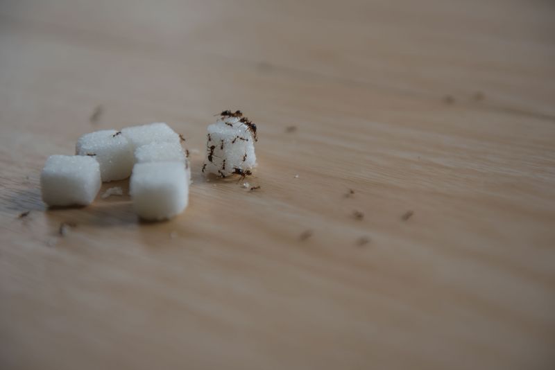 Sugar Ant Removal