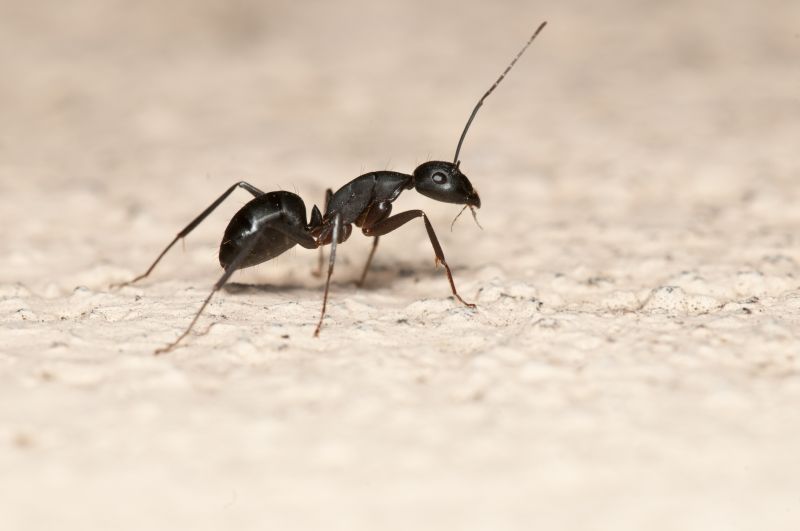 Ant Control Service in Fort Worth, TX