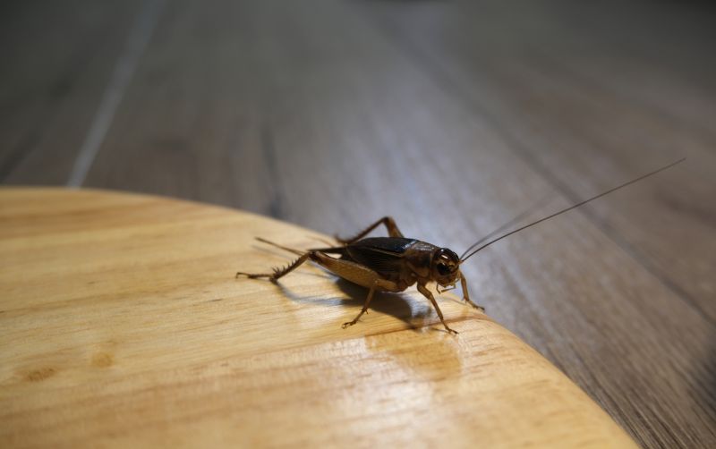 Cricket Control Service in Rockwall, TX