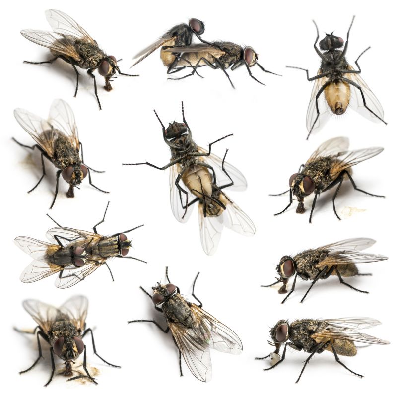 Fly Infestation Extermination in Frisco, TX
