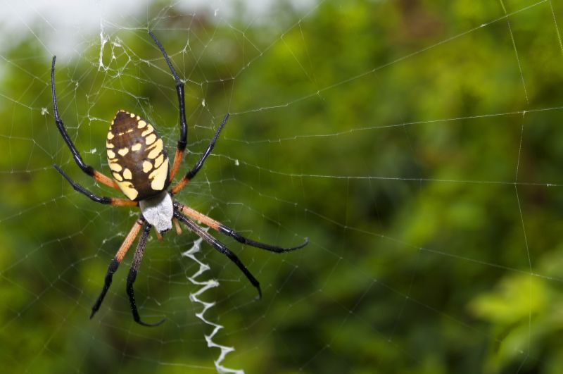 Spider Fumigation Service in Marietta, GA