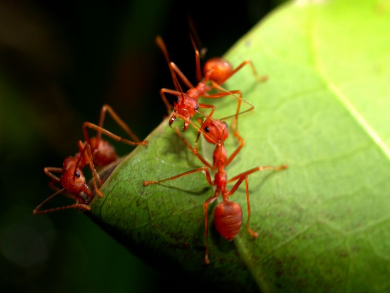 Sugar Ant Removal