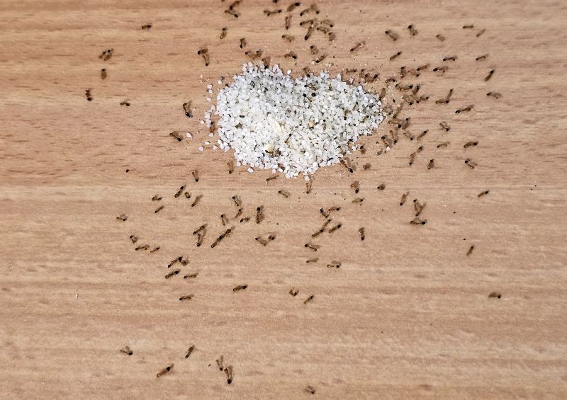 Sugar Ant Removal