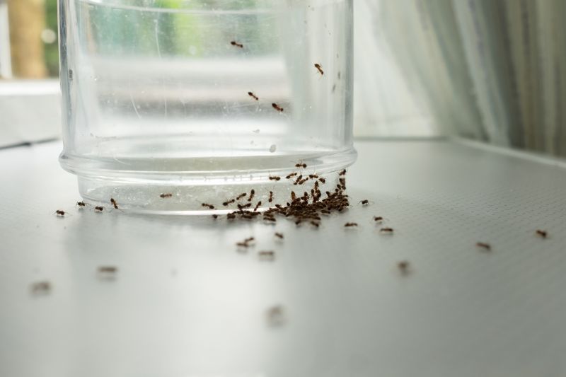 Sugar Ant Removal