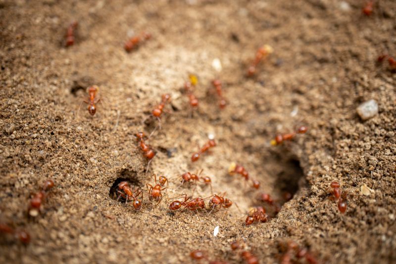 Sugar Ant Removal