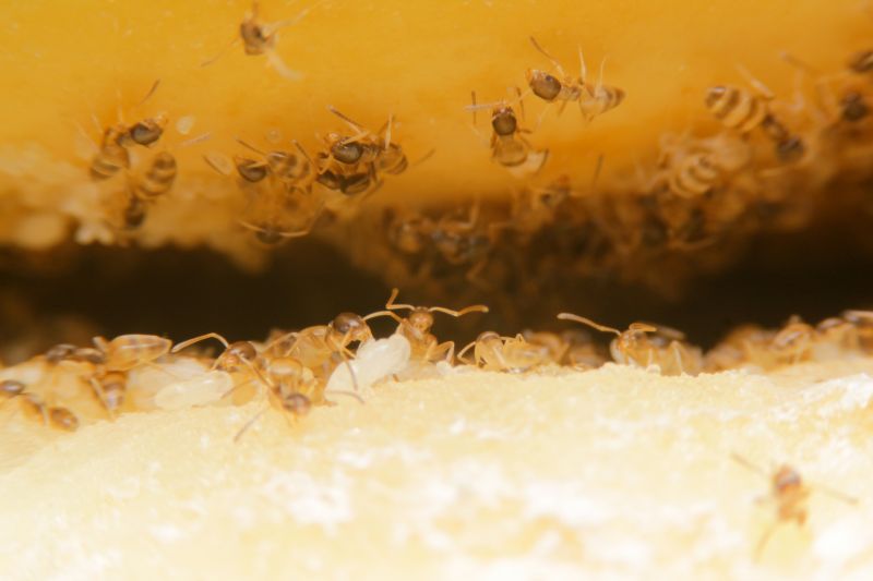 Local Pest Management Companies